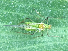 Macrosiphum euphorbiae