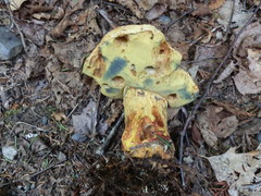 Butyriboletus brunneus
