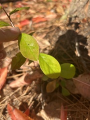 Vaccinium arboreum