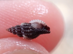 Raphitoma purpurea