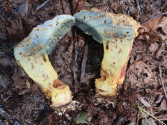 Butyriboletus brunneus