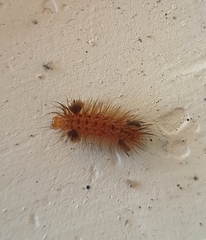 Arctiinae