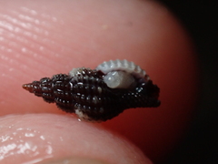 Raphitoma purpurea