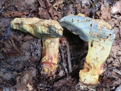 Butyriboletus brunneus