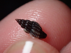 Raphitoma purpurea