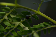 Exochomus laeviusculus