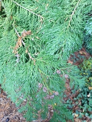 Chamaecyparis lawsoniana