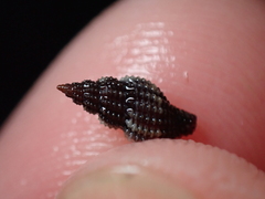 Raphitoma purpurea