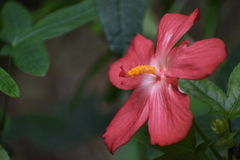 Abelmoschus sagittifolius