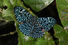 Hamadryas belladonna