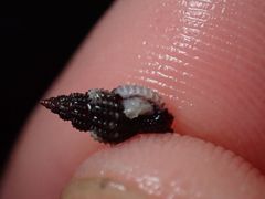 Raphitoma purpurea