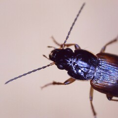 Stenolophus mixtus