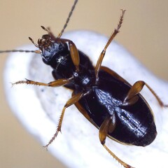 Stenolophus mixtus