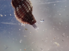 Raphitoma purpurea