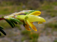 Aspalathus retroflexa