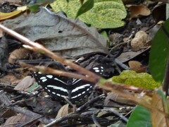 Phaedyma columella singa