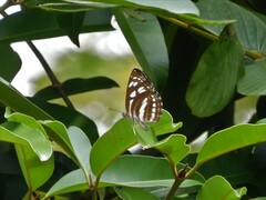 Phaedyma columella singa