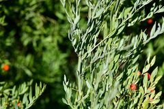 Osyris lanceolata