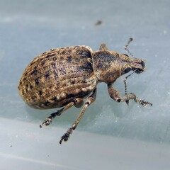 Liophloeus tessulatus