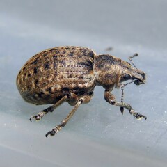 Liophloeus tessulatus