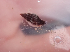 Raphitoma purpurea