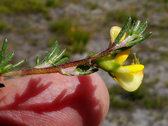 Aspalathus retroflexa