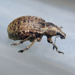 Liophloeus tessulatus