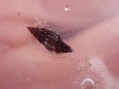 Raphitoma purpurea