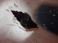 Raphitoma purpurea