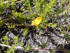 Aspalathus retroflexa