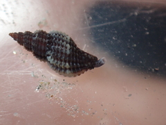 Raphitoma purpurea