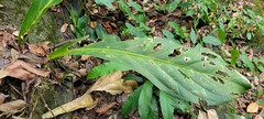 Anthurium jenmanii