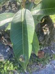 Ficus aurea