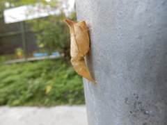 Graphium sarpedon connectens