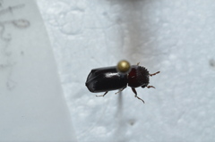 Xylothrips flavipes