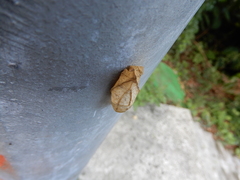 Graphium sarpedon connectens