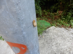 Graphium sarpedon connectens