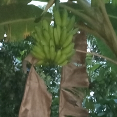 Musa