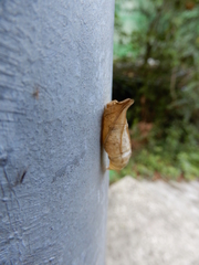 Graphium sarpedon connectens