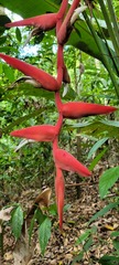 Heliconia pendula