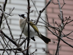 Pycnonotus sinensis formosae