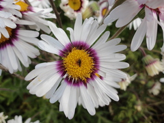 Felicia elongata