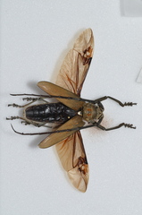 Batocera rufomaculata