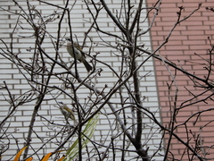 Pycnonotus sinensis formosae