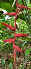 Heliconia pendula