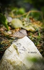 Junonia atlites