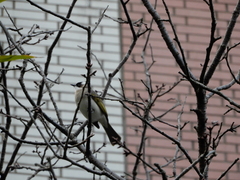 Pycnonotus sinensis formosae