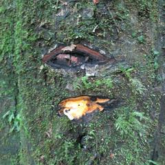 Diospyros crassiflora