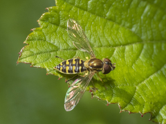 Toxomerus vertebratus