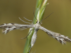 Singularia alternaria